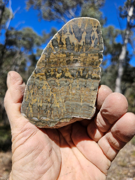 Polished fossil stromatolite . Asperia digitata YD116