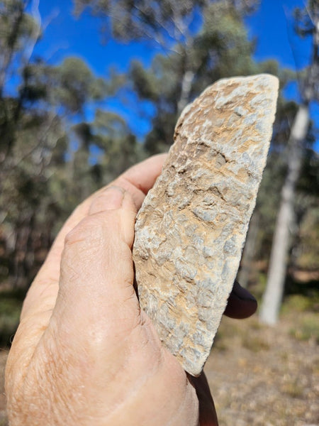 Polished fossil stromatolite . Asperia digitata YD116