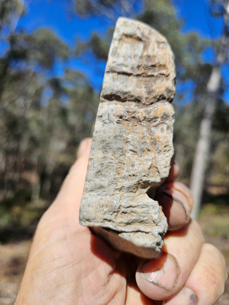 Polished fossil stromatolite . Asperia digitata YD116