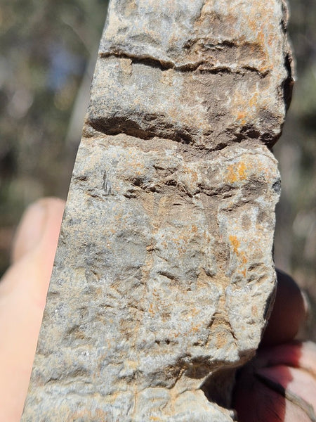 Polished fossil stromatolite . Asperia digitata YD116