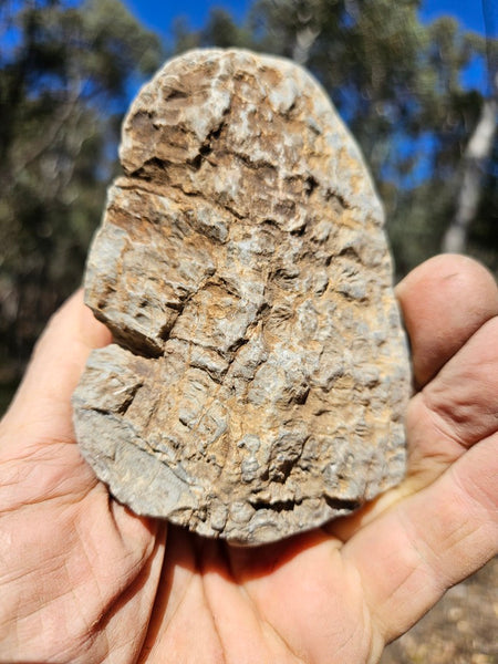 Polished fossil stromatolite . Asperia digitata YD116
