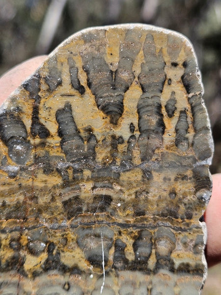 Polished fossil stromatolite . Asperia digitata YD116