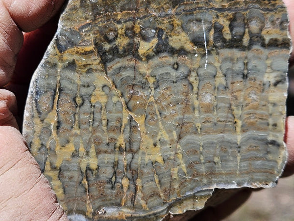 Polished fossil stromatolite . Asperia digitata YD116