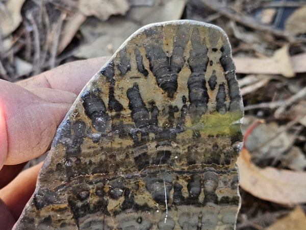 Polished fossil stromatolite . Asperia digitata YD116