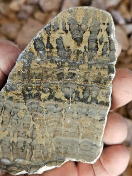Polished fossil stromatolite . Asperia digitata YD116