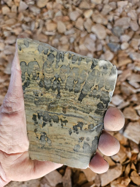 Polished fossil stromatolite slab. Asperia digitata YD115