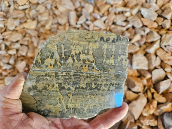 Polished fossil stromatolite slab. Asperia digitata YD114