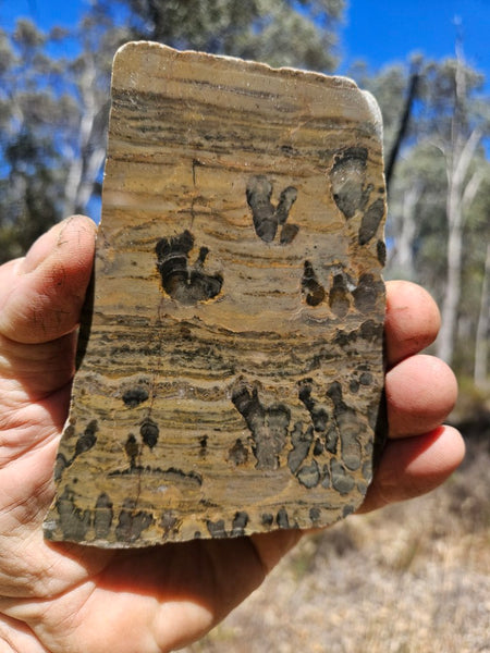 Polished fossil stromatolite slab. Asperia digitata YD110