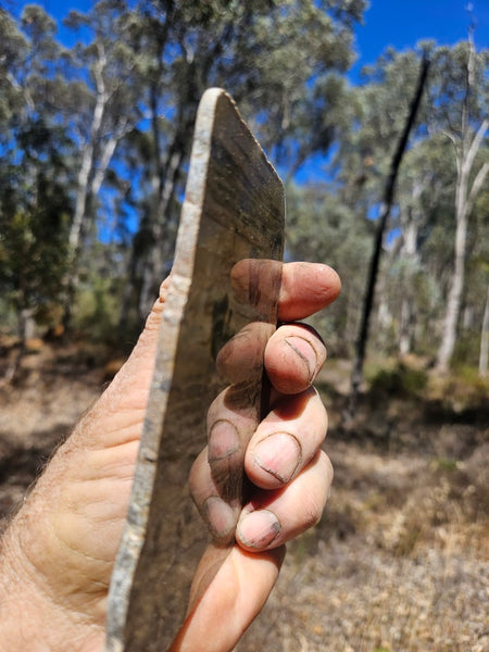 Polished fossil stromatolite slab. Asperia digitata YD110