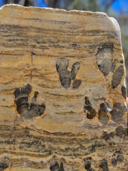 Polished fossil stromatolite slab. Asperia digitata YD110