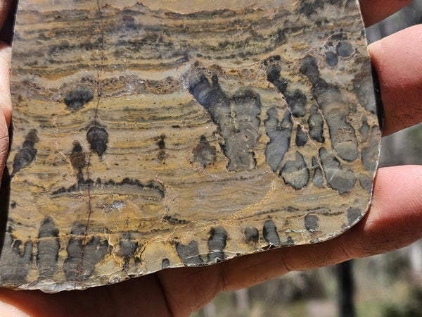 Polished fossil stromatolite slab. Asperia digitata YD110