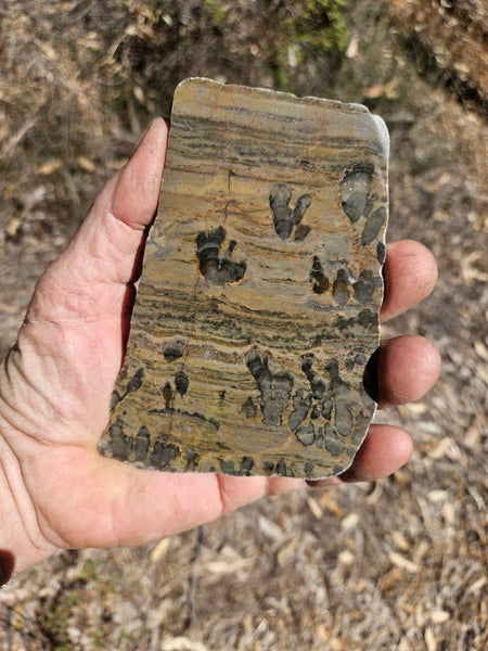 Polished fossil stromatolite slab. Asperia digitata YD110