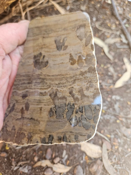 Polished fossil stromatolite slab. Asperia digitata YD110