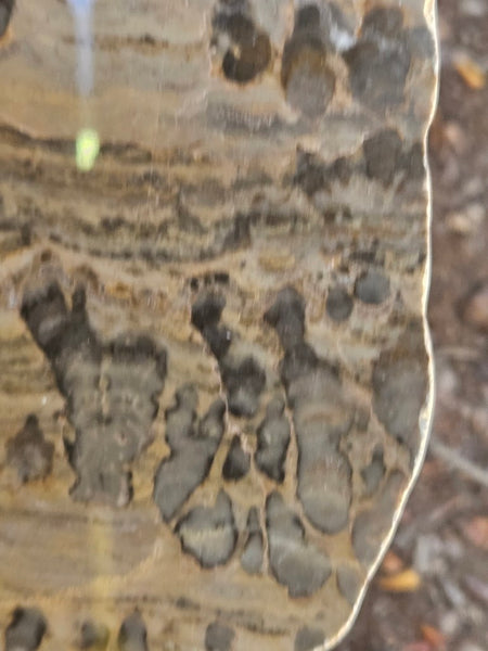 Polished fossil stromatolite slab. Asperia digitata YD110