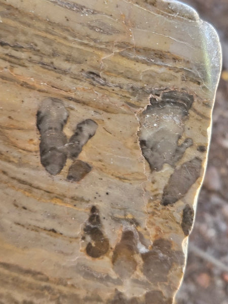 Polished fossil stromatolite slab. Asperia digitata YD110