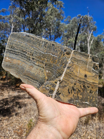Polished fossil stromatolite slab. Asperia digitata YD113