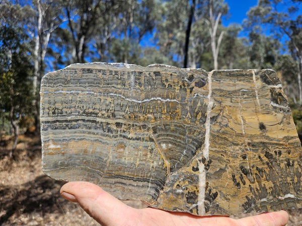 Polished fossil stromatolite slab. Asperia digitata YD113