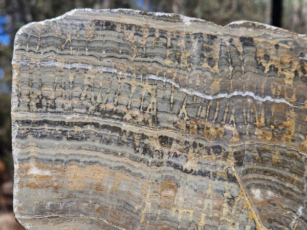 Polished fossil stromatolite slab. Asperia digitata YD113