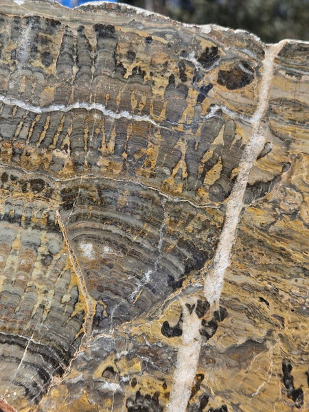 Polished fossil stromatolite slab. Asperia digitata YD113