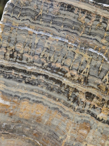 Polished fossil stromatolite slab. Asperia digitata YD113