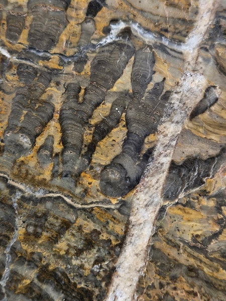 Polished fossil stromatolite slab. Asperia digitata YD113