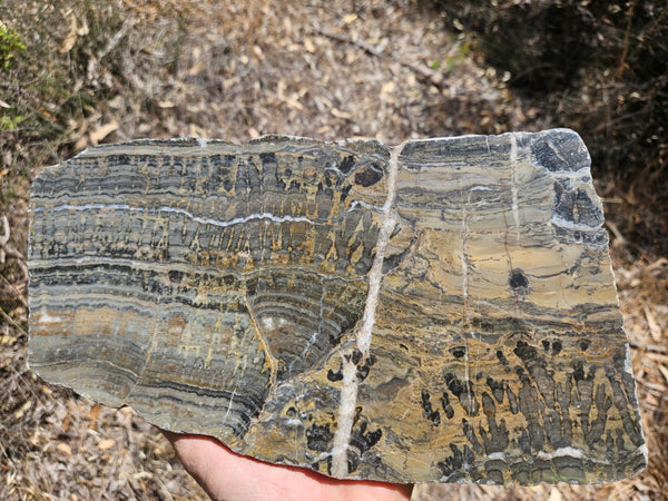 Polished fossil stromatolite slab. Asperia digitata YD113