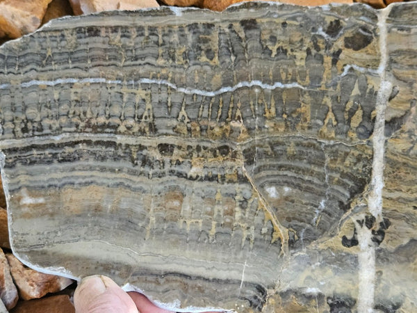 Polished fossil stromatolite slab. Asperia digitata YD113