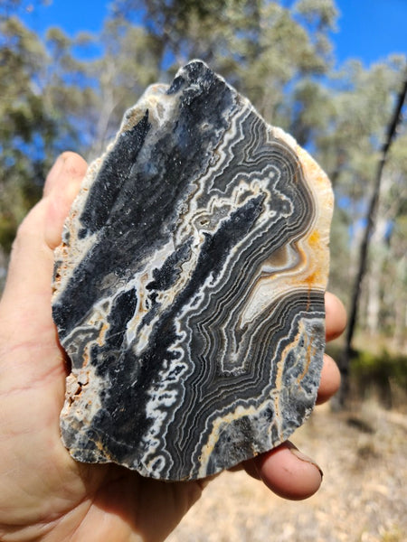 Polished Wyloo Agate  WA152