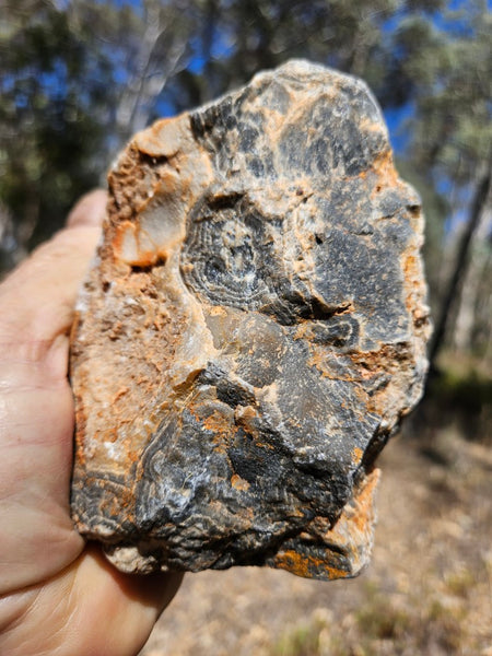 Polished Wyloo Agate  WA152