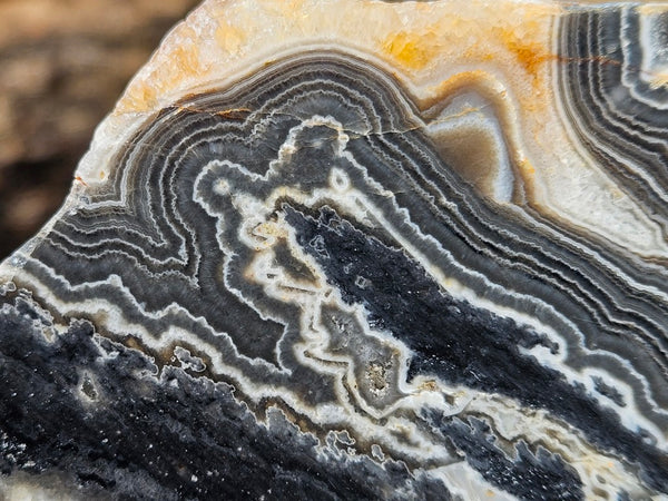 Polished Wyloo Agate  WA152