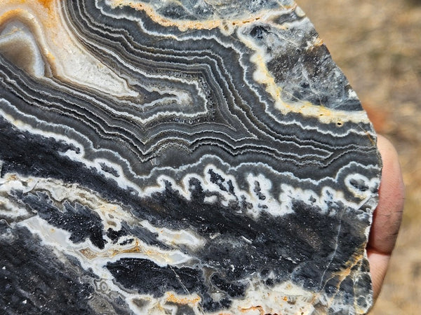 Polished Wyloo Agate  WA152