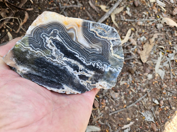 Polished Wyloo Agate  WA152