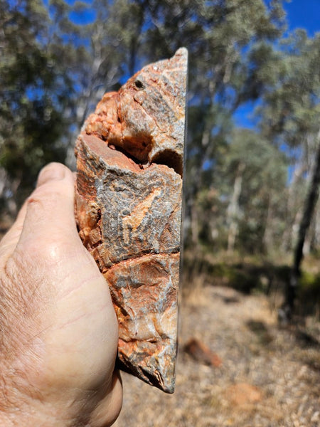 Polished Wyloo Agate  WA153