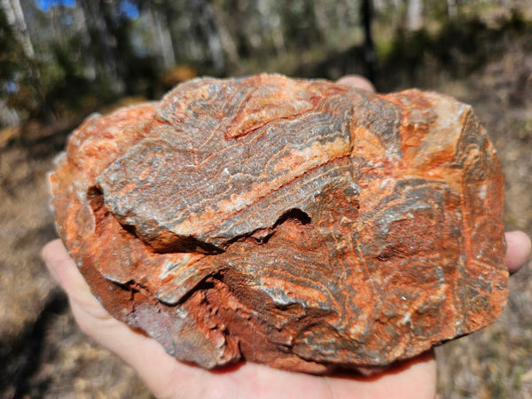 Polished Wyloo Agate  WA153