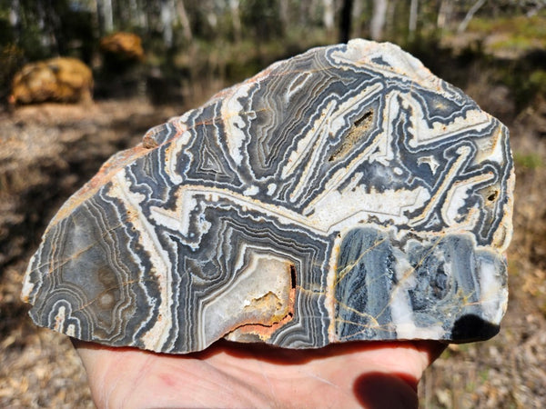 Polished Wyloo Agate  WA153