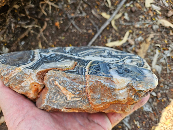 Polished Wyloo Agate  WA153