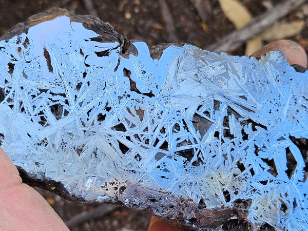 Reticulated Hematite  HEM147