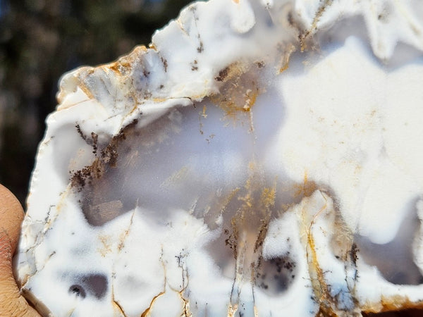 Polished Dendritic Opal slab DO236
