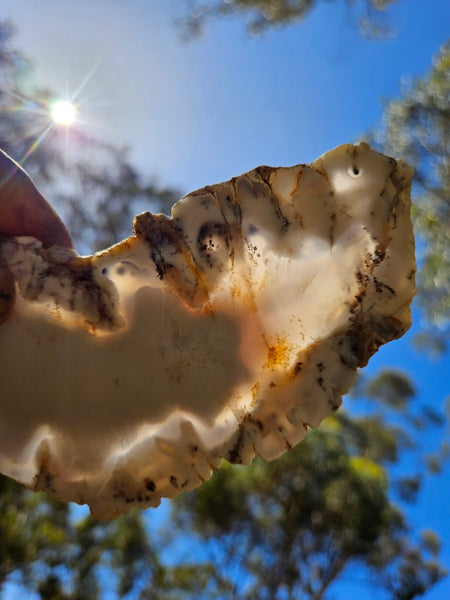 Polished Dendritic Opal slab DO236