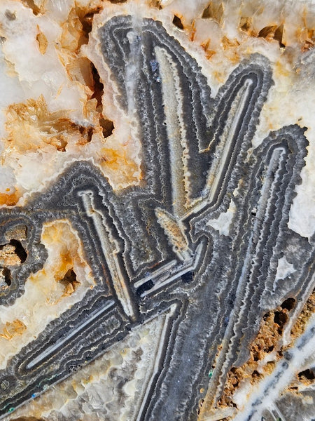 Polished Wyloo Agate slab WA155