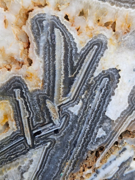 Polished Wyloo Agate slab WA155