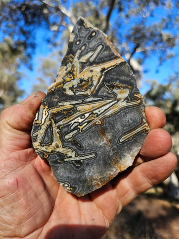 Polished Wyloo Agate WA127