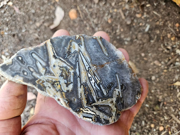 Polished Wyloo Agate WA127