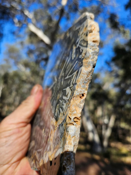 Polished Wyloo Agate WA119