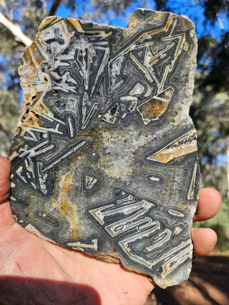 Polished Wyloo Agate WA118