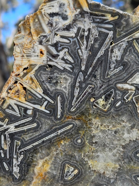 Polished Wyloo Agate WA118