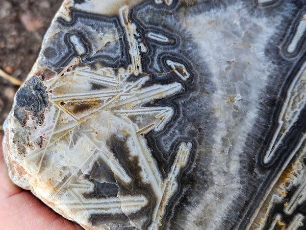 Polished Wyloo Agate WA117