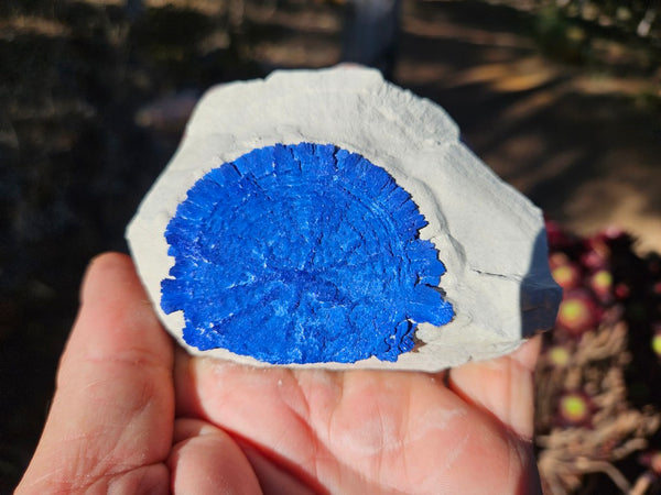 Azurite Sun  AZ177