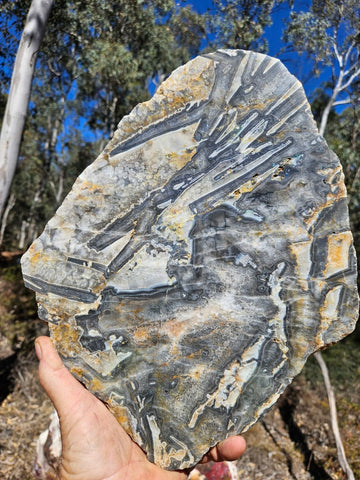 Polished Wyloo Agate slab WA161  John