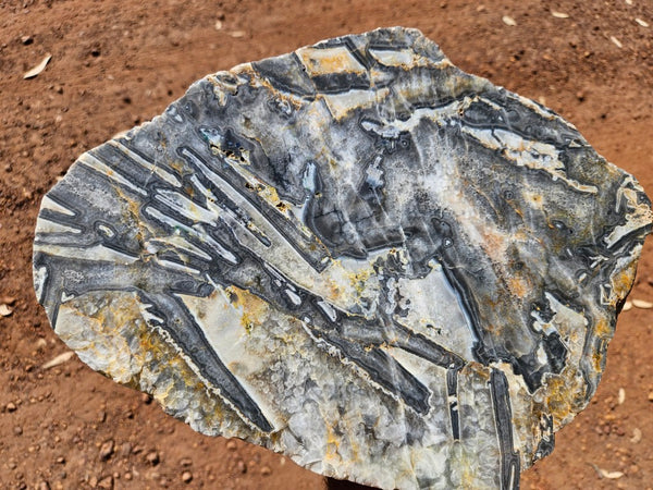 Polished Wyloo Agate slab WA161  John